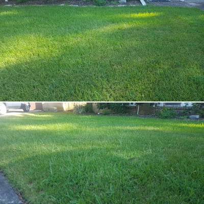 This is my lawn this year 2016. And the most important thing is I only watered twice!
Www.hippiefertilizing.com