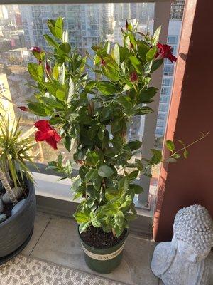 One of the plants I selected for my balcony. So happy with it.