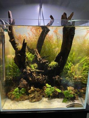 Display tank scape