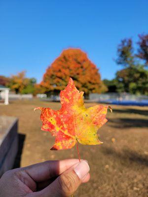 Autumn in Sycamore Recreation Area