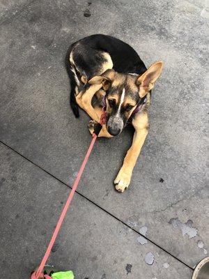 My pup on the patio!