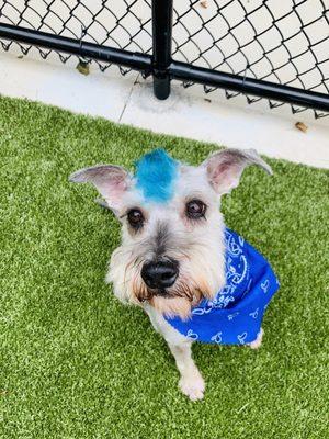 Simin after a groom