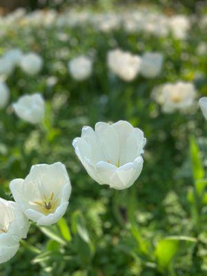 Tulips