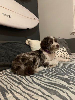 Aussiedoodle with a fresh haircut