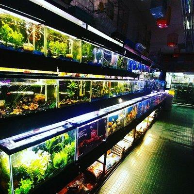 Nice selection of tropical fish, plants and inverts.