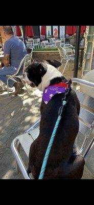 Hank with his post-vet bandana