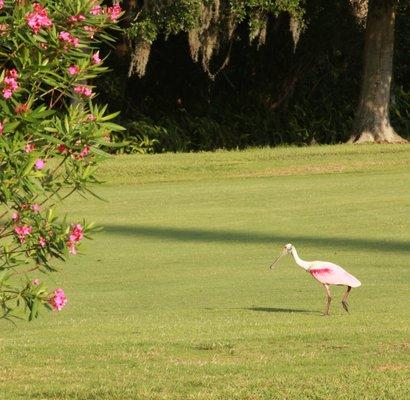 We have two private golf courses, for the exclusive use of our resident/owners. An active adult lifestyle at an affordable price.