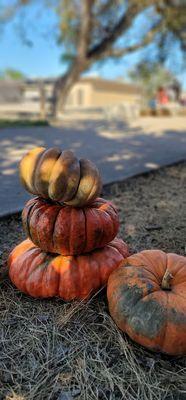 The Pumpkin Patch