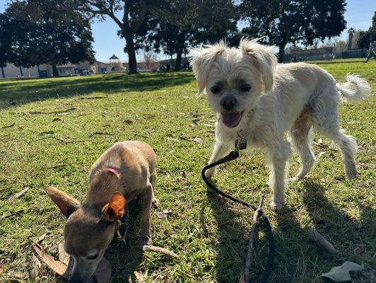 Happy dogs!