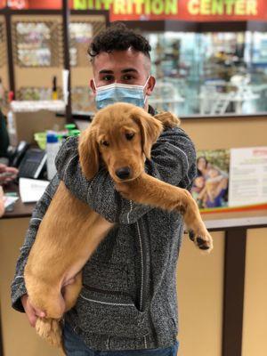 Golden Retriever Puppy