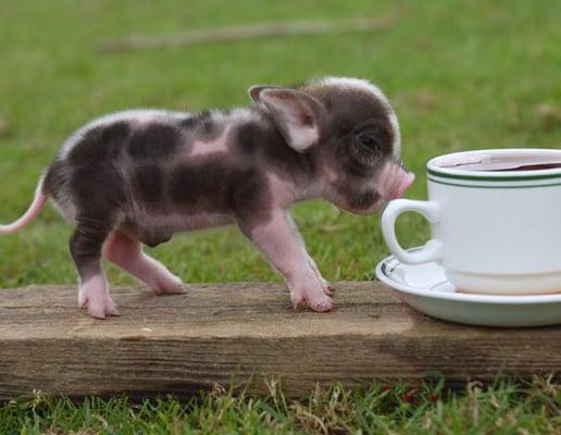 Mini-pig