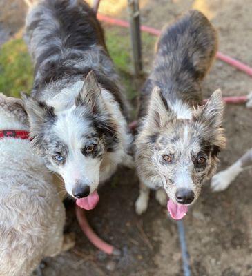 Border collies: Best friends for ever!!