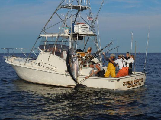 800 lb Giant Bluefin tuna To large for the fish door good problem!