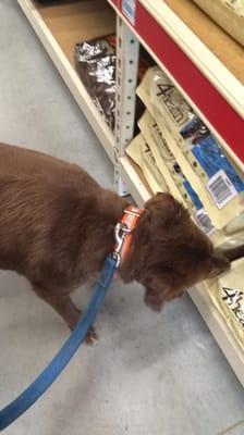 Bailey enjoys sniffing out the dog food bags