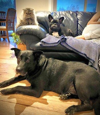 My "terrible" dog with his besties.