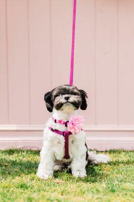 Siobhan's fresh cut for Vanderpump Dog's World Dog Day event!