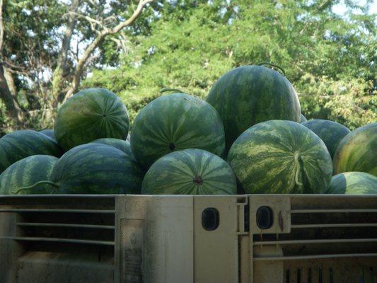 Fresh watermelons picked up from the field for United Brothers Fruit Markets.