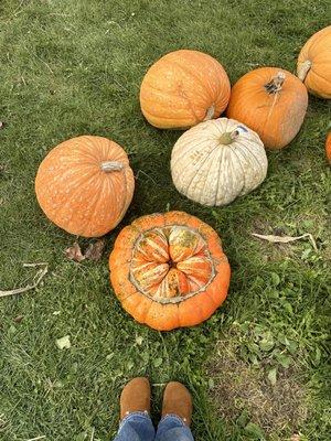 Pumpkins