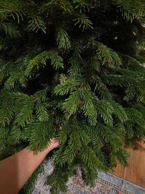 Noble Fir