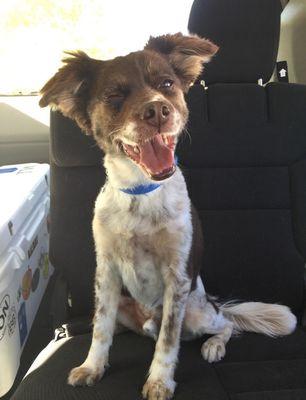 Our 15yo Border Collie mix Tarzan