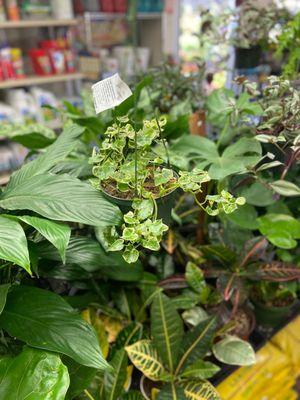 Indoor houseplants