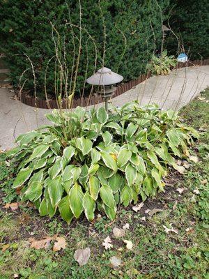 What hostas looked like before