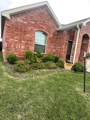 Before new flower bed, mulch and bushes trimming