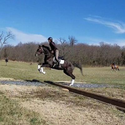 OTTB retraining/ starting