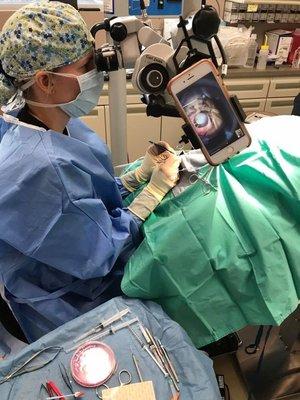 Dr. Armour performing a corneal transplant! She is the only veterinary ophthalmologist doing this procedure.