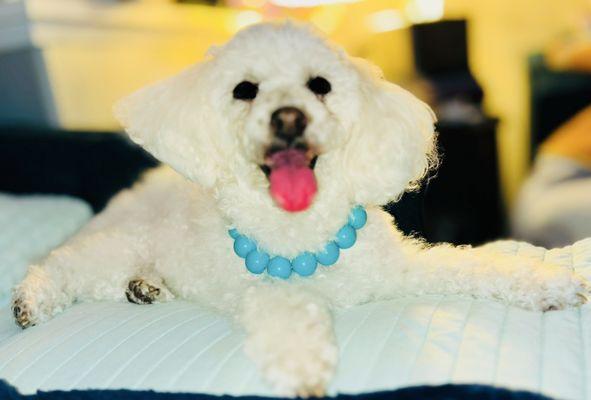 Pinky is all smiles after a recent grooming with Nina.