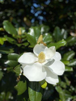 Magnolia tree on campus