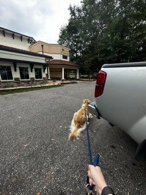 My dog laying down in the parking lot because she doesn't want to leave Blessed Oasis....