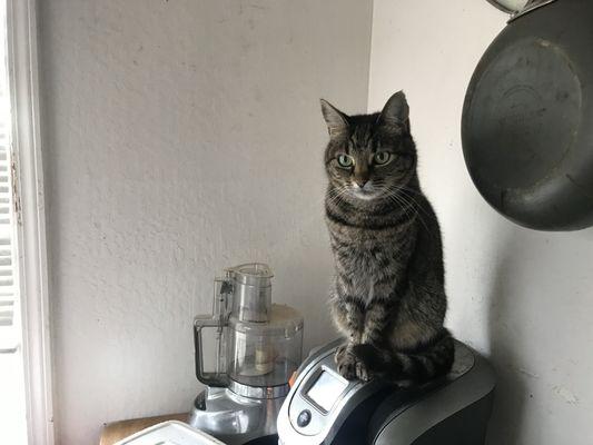 My Sparkle sitting on top of the Keurig ‍