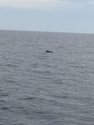 Minke whale