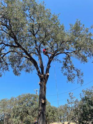 Pruning up a large oak in Rescue, California