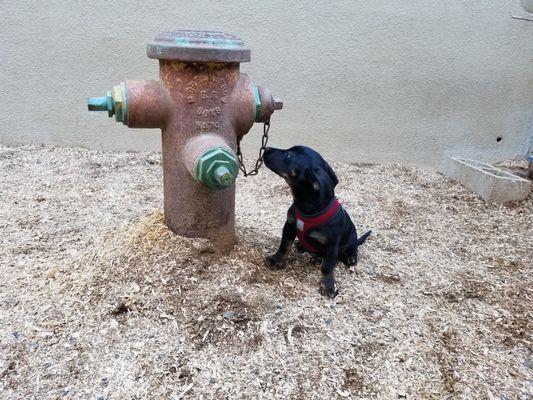 authentic fire hydrant