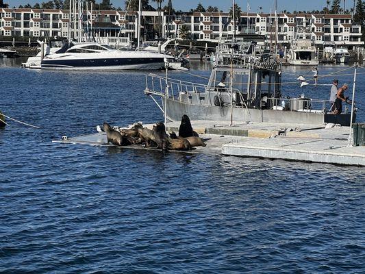 Family of sea lions