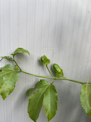 Passion fruit is already producing flowers!