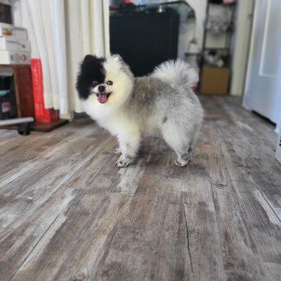 ROGUE THE POMERANIAN