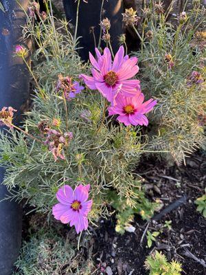 Pretty flowers near outside dining area.