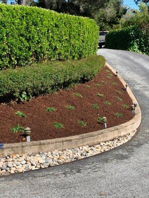 Ground cover planting