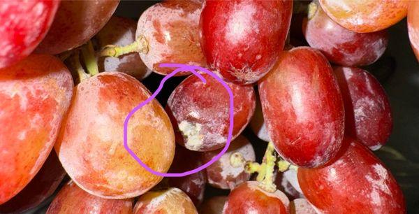 Moldy organic grapes