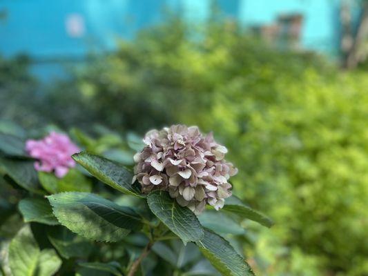 Hydrangea in the bee garden