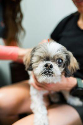 Ruby LOVES the camera! She continues to thrive with chiropractic care, acupuncture, herbs and a balanced whole food diet.