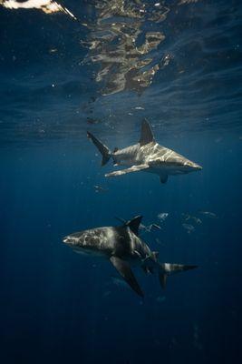 Florida Shark Diving