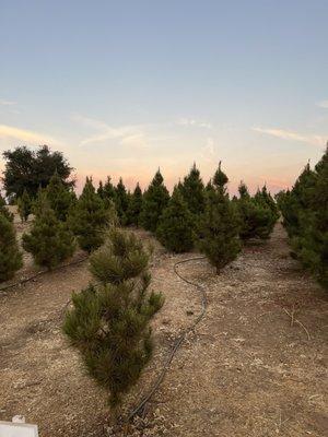 Christmas Tree Farm