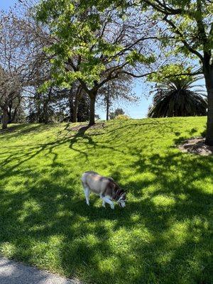 Letting her to sniff for a moment