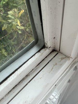 Brand new windows which I waited a year for. I know it's only dirt but it seems amazing they are so filthy.