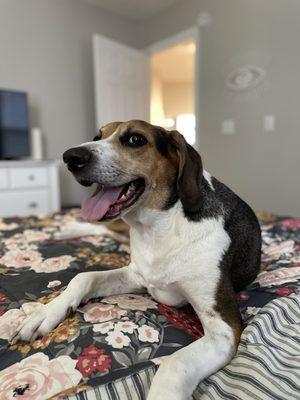 Copper is back to his normal self again thanks to Animal Care Clinic!