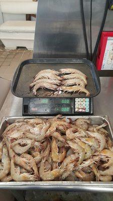 Big fresh shrimp, when available,